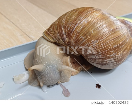 Fresh snail with a glossy shell and tender texture, commonly used in savory dishes. Perfect for seafood recipes or traditional culinary preparations. Fresh snail with a glossy shell and tender texture, commonly used in savory dishes. Perfect for seafood recipes or traditional culinary preparations. 140502425