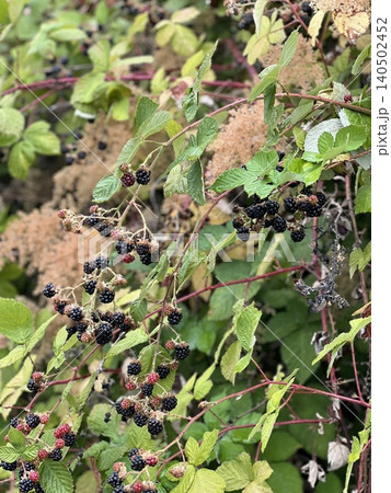 Mulberries, small, juicy berries with a sweet-tart flavor, ranging from deep purple to red. Packed with antioxidants, they are perfect for snacking, adding to smoothies, or incorporating into desserts 140502452
