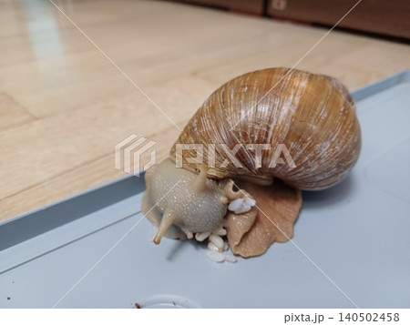 Fresh snail with a glossy shell and tender texture, commonly used in savory dishes. Perfect for seafood recipes or traditional culinary preparations. Fresh snail with a glossy shell and tender texture, commonly used in savory dishes. Perfect for seafood recipes or traditional culinary preparations. 140502458