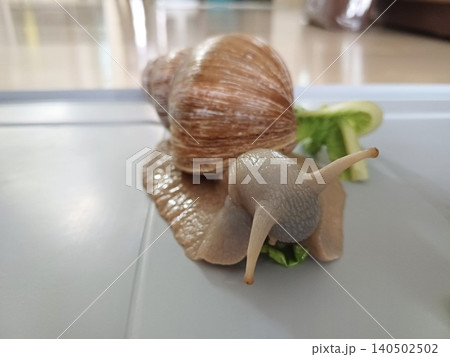 Fresh snail with a glossy shell and tender texture, commonly used in savory dishes. Perfect for seafood recipes or traditional culinary preparations. Fresh snail with a glossy shell and tender texture, commonly used in savory dishes. Perfect for seafood recipes or traditional culinary preparations. 140502502