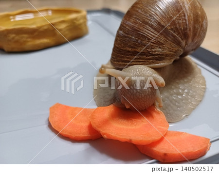Fresh snail with a glossy shell and tender texture, commonly used in savory dishes. Perfect for seafood recipes or traditional culinary preparations. 140502517