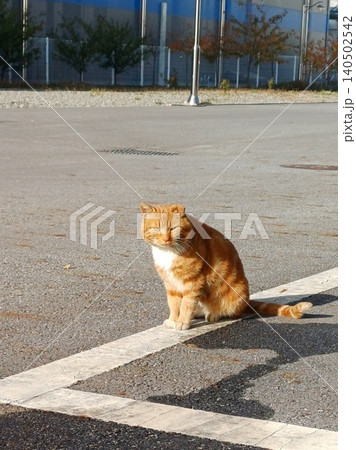 Charming and chubby cat playfully exploring the outdoors, with fluffy fur and a curious expression. Full of energy and joy, perfect for cat lovers who enjoy watching playful, happy moments! Charming and chubby cat playfully exploring the outdoors, with fluffy fur and a curious expression. Full of energy and joy, perfect for cat lovers who enjoy watching playful, happy moments! 140502542