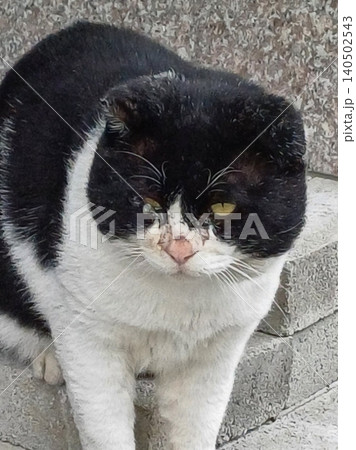Charming and chubby cat playfully exploring the outdoors, with fluffy fur and a curious expression. Full of energy and joy, perfect for cat lovers who enjoy watching playful, happy moments! Charming and chubby cat playfully exploring the outdoors, with fluffy fur and a curious expression. Full of energy and joy, perfect for cat lovers who enjoy watching playful, happy moments! 140502543