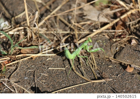 地面の枯れ草に佇む緑色のカマキリのクローズアップ 地面の枯れ草に佇む緑色のカマキリのクローズアップ 140502615