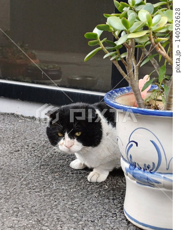 Charming and chubby cat playfully exploring the outdoors, with fluffy fur and a curious expression. Full of energy and joy, perfect for cat lovers who enjoy watching playful, happy moments! Charming and chubby cat playfully exploring the outdoors, with fluffy fur and a curious expression. Full of energy and joy, perfect for cat lovers who enjoy watching playful, happy moments! 140502628
