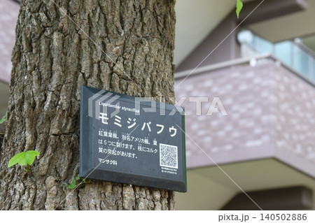 樹木の幹に取り付けられたモミジバフウの案内板 樹木の幹に取り付けられたモミジバフウの案内板 140502886