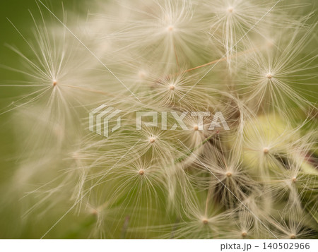 Fluffy dandelion seeds double exposure macro Fluffy dandelion seeds double exposure macro 140502966