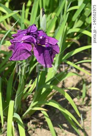 日本海・花菖蒲 日本海・花菖蒲 140502975