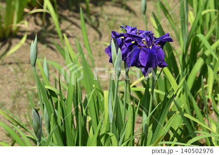 雄峰・花菖蒲 雄峰・花菖蒲 140502976