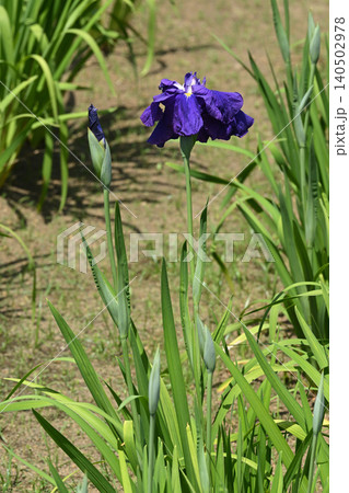 雄峰・花菖蒲 140502978