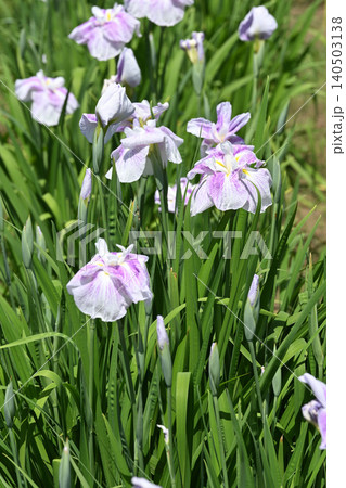 花菖蒲 花菖蒲 140503138
