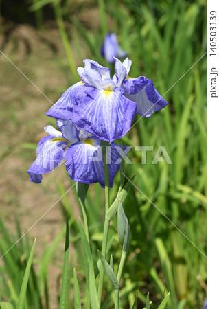 御所遊・花菖蒲 140503139