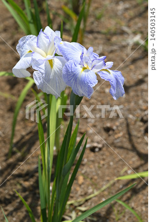 青水巴・花菖蒲 140503145