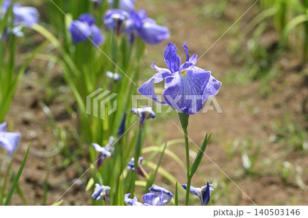 青柳・花菖蒲 青柳・花菖蒲 140503146