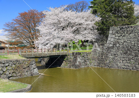 山形県の桜・・霞城公園 140503183