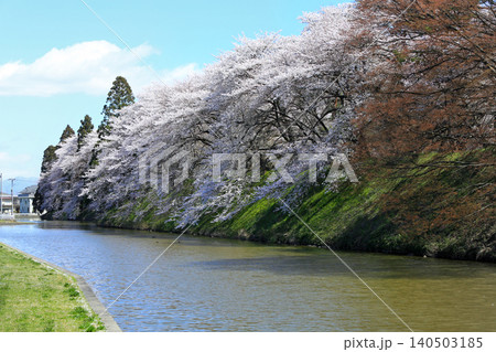 山形県の桜・・霞城公園 140503185
