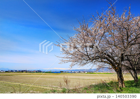 山形県の桜・・白水川堤防千本桜 山形県の桜・・白水川堤防千本桜 140503390