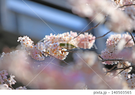 桜と野鳥 140503565