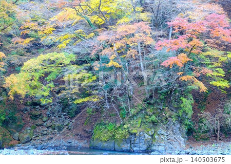 【神奈川県】渓谷の岸辺で鮮やかに色づく紅葉 【神奈川県】渓谷の岸辺で鮮やかに色づく紅葉 140503675