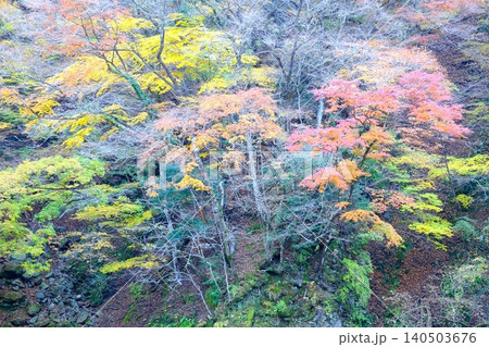 【神奈川県】渓谷の鮮やかな紅葉 【神奈川県】渓谷の鮮やかな紅葉 140503676