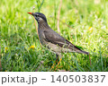 芝生の上のムクドリ 140503837