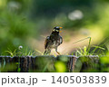 大きく口を開けて鳴くムクドリ 140503839