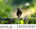初夏の公園でさえずるムクドリ 140503840