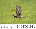 低空飛行するムクドリ 140503841
