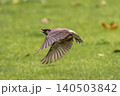 芝生の上を飛翔するムクドリ 140503842