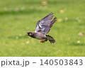 飛行中のムクドリ 140503843