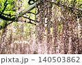 ふじ 140503862