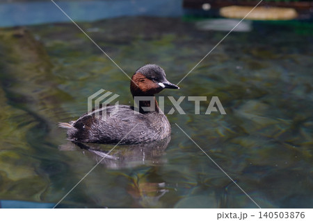 カイツブリ(サケのふるさと 千歳水族館) カイツブリ(サケのふるさと 千歳水族館) 140503876