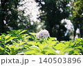 あじさい 140503896