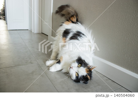 Calico cat lying on tile floor in home hallway with copy space 140504060