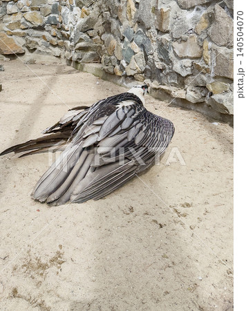 A Close-Up View of a Majestic Bird's Wings Displaying Intricate Feather Patterns in a Natural Habitat Setting A Close-Up View of a Majestic Bird's Wings Displaying Intricate Feather Patterns in a Natural Habitat Setting 140504070