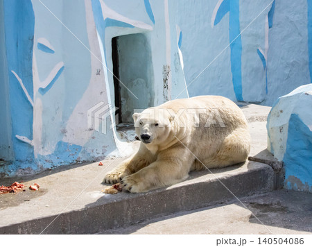 A Tranquil Polar Bear Resting on a Concrete Platform Surrounded by a Colorful Ice-themed Enclosure and Natural-looking Rock Structures 140504086