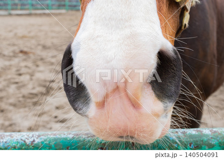 Close-Up of Equine Nose Featuring Delicate Details and Textures of a Horse's Muzzle in a Natural Outdoor Environment 140504091