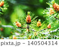 松の樹（雄花） 140504314
