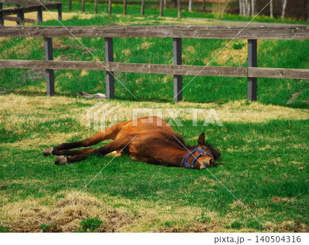 新緑の木曽馬の里 寝そべる木曽馬 新緑の木曽馬の里 寝そべる木曽馬 140504316