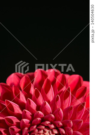 黒背景の下部から顔を出すようにフレーミングされた半円状の赤いダリアの花。強めのライティング 黒背景の下部から顔を出すようにフレーミングされた半円状の赤いダリアの花。強めのライティング 140504630