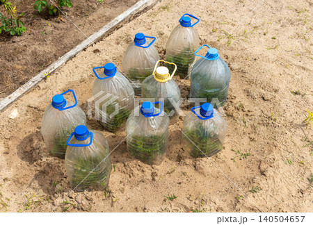 Growing thuja trees from cuttings covered with plastic bottles. Homemade plant greenhouse, garden hacking Growing thuja trees from cuttings covered with plastic bottles. Homemade plant greenhouse, garden hacking 140504657