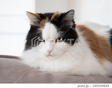 Cat resting on sofa indoors in bright living room 140504684