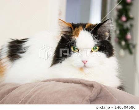 Longhaired domestic cat resting on soft blanket indoors with selective focus and calm home setting 140504686