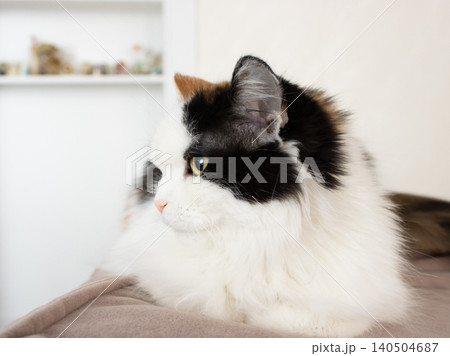 Fluffy black and white domestic cat resting on sofa in bright living room Fluffy black and white domestic cat resting on sofa in bright living room 140504687
