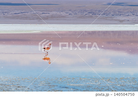 Serene flamingo in colorful lake water of Laguna Colorada Bolivia Serene flamingo in colorful lake water of Laguna Colorada Bolivia 140504750