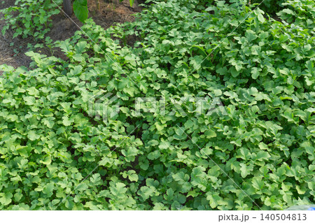Fresh mustard microgreens foliage background on a garden soil bed. Agricultural concept of green manure Fresh mustard microgreens foliage background on a garden soil bed. Agricultural concept of green manure 140504813