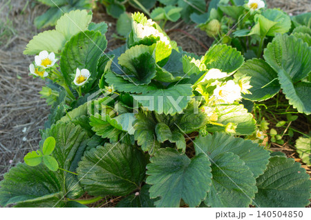 Fresh green strawberry plant in bloom growing in the backyard garden. Organic eco food production 140504850