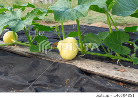 A small unripe pumpkin seedling in the backyard. Organic farming, vegetable cultivation and farming A small unripe pumpkin seedling in the backyard. Organic farming, vegetable cultivation and farming 140504851