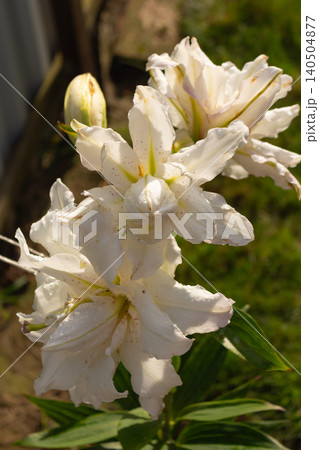 Gorgeous white double lily Polar Star flowers with speckled center blooming outdoors. Summer horticulture decor Gorgeous white double lily Polar Star flowers with speckled center blooming outdoors. Summer horticulture decor 140504877