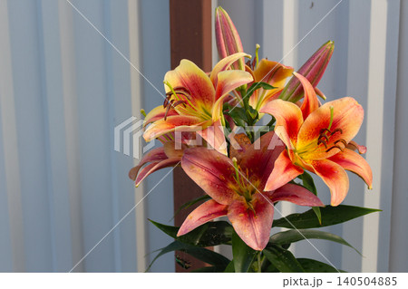 Orange and red OT Hybrid lily Shocking flower close-up. Botanical illustration for gardening catalog website Orange and red OT Hybrid lily Shocking flower close-up. Botanical illustration for gardening catalog website 140504885
